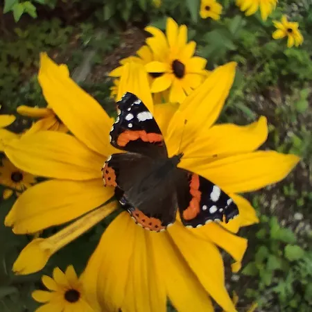 Ekolokum - Kameralnie, Blisko Centrum Séjour chez l'habitant Ostróda